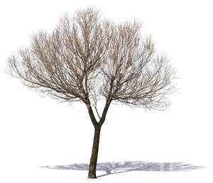 cut out medium size bare tree 