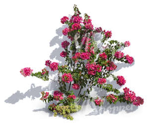 cut out climbing plant with pink blossoms