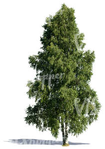 cut out tall birch