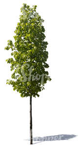 cut out small linden tree