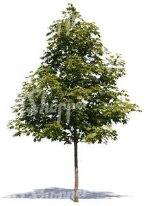 cut out small maple tree