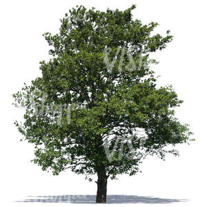 cut out big deciduous tree