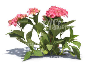 cut out small plant with pink blossoms