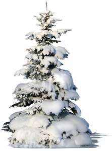 cut out snowy fir