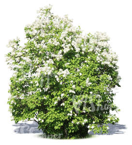 big cut out blooming white lilac