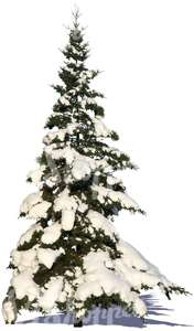 cut out snowy fir