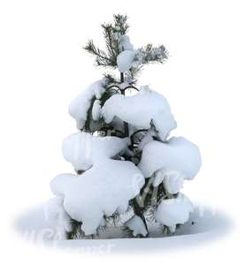 cut out small snowy fir