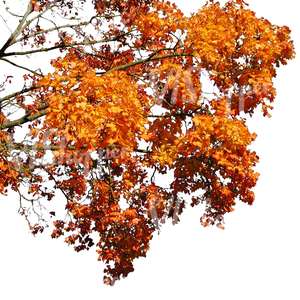 cut out maple branch with yellow leaves