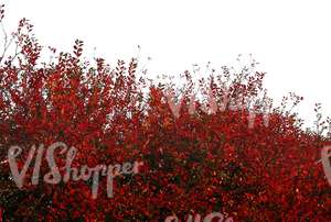 cut out branch with red leaves