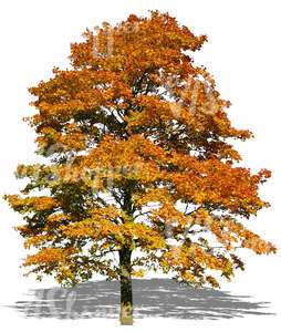 cut out big maple tree with yellow autumn leaves