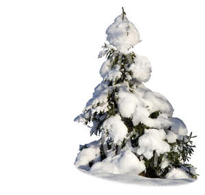 cut out small spruce covered with lot of snow