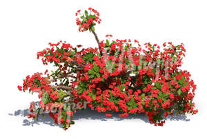 cut out small bush with red blossoms