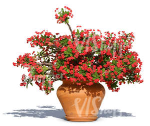 cut out bloomig plant in a clay pot
