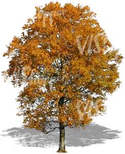 cut out big tree with golden leaves