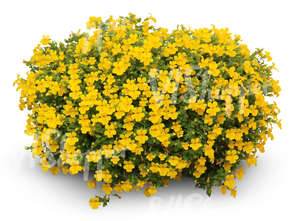 cut out large flower bush with yellow blossoms 