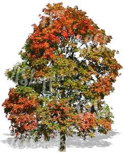 big maple tree with colorful autumn leaves