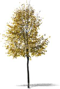 cut out birch with golden leaves