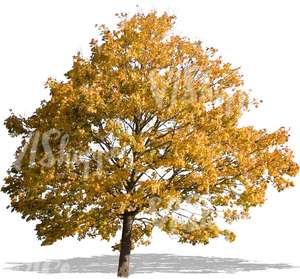 cut out maple with autumn leaves