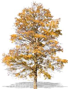 cut out tree with yellow autumn leaves