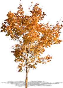 small tree with autumn leaves