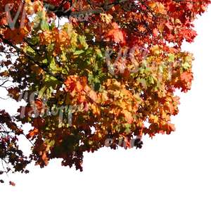 cut out maple branch in autumn