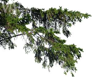 cut out spruce branch