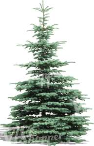 cut out silver spruce