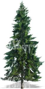 cut out spruce