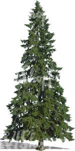 cut out tall fir tree