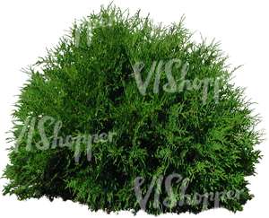 cut out small round thuja