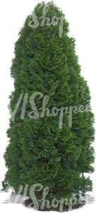 cut out big thuja