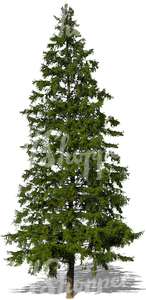 cut out big spruce tree