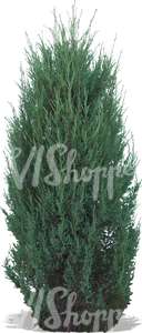 cut out medium thuja