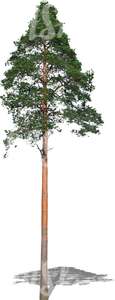 cut out tall evergreen tree