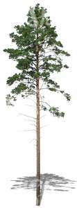 cut out tall and thin pine tree