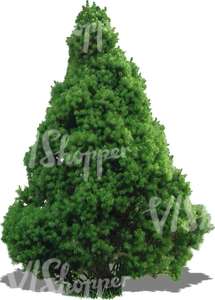 cut out small evergreen tree