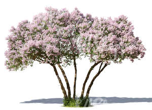 cut out big lilac in full bloom