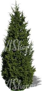 cut out juniper