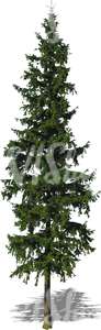 cut out tall spruce