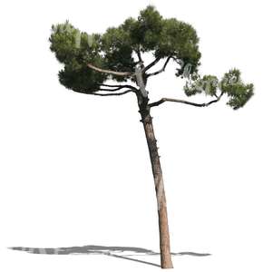 cut out small pine