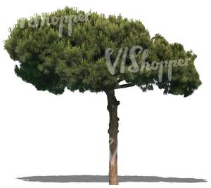 cut out conifer