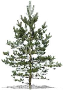 cut out young pine tree