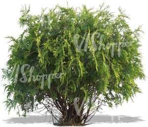 cut out small thuja