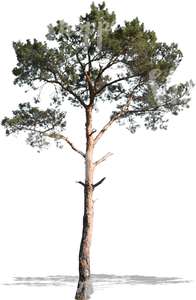 cut out medium pine tree