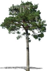 cut out tall pine tree