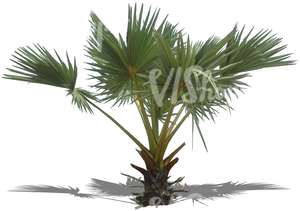 cut out small palm