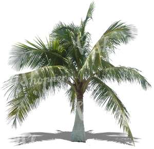 free cut out palm tree