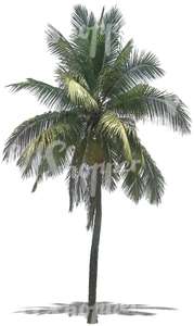 cut out palm tree with big leaves