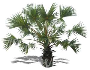 cut out medium palm tree