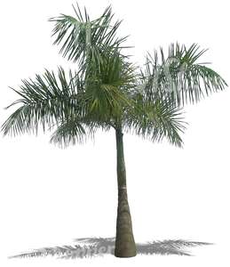 cut out medium heigh palm tree